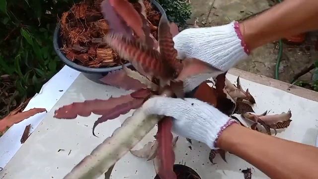 Cryptanthus zonatus 'Lisa Vinzant' (How to plant and removed Cryptanthus pups) смотреть онлайн