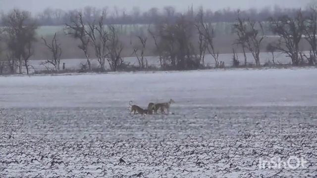 Охота на зайца с борзыми собаками смотреть онлайн