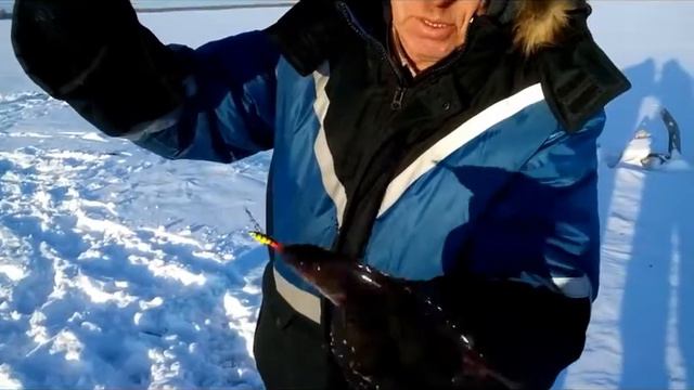 Ватьёгань , ловля окуня на балансир 2016г смотреть онлайн