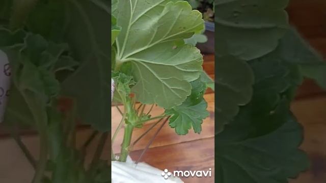 ПРИЕХАЛА ПЕЛАРГОНИЯ ЗВЕЗДА ВОДОЛЕЯ ЗА 10-КУ)) зачем такие траты??? смотреть онлайн