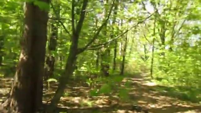 Лес около дома.Душевное равновесие востановлено. смотреть онлайн