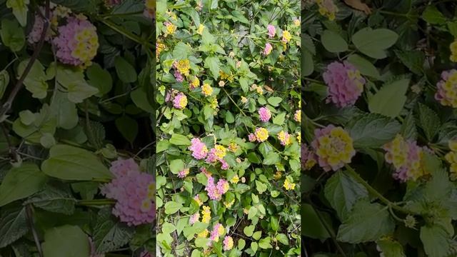 Лантана сводчатая под разрыв лягушек/ Lantana camara смотреть онлайн