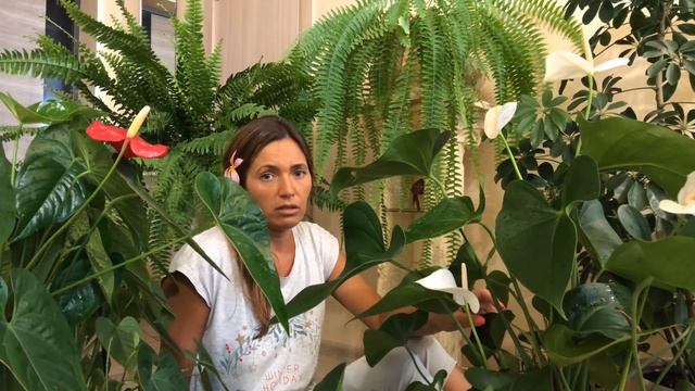 МОИ СЕКРЕТЫ УХОДА ЗА АНТУРИУМОМ | АНТУРИУМ ЦВЕТЕМ КРУГЛЫЙ ГОД смотреть онлайн