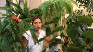 МОИ СЕКРЕТЫ УХОДА ЗА АНТУРИУМОМ | АНТУРИУМ ЦВЕТЕМ КРУГЛЫЙ ГОД