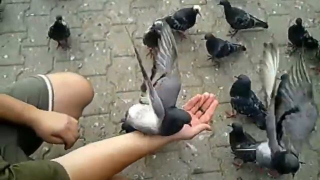 Сергиев Посад Центр Голуби / Sergiyev Posad Center смотреть онлайн