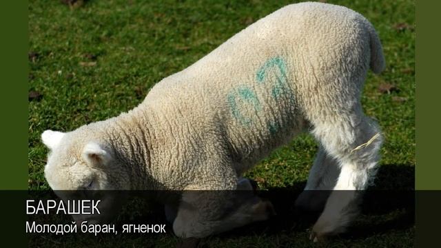 Барашек. Толковый Видеословарь русского языка смотреть онлайн