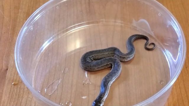 15 RAREST and FREAKY Snakes смотреть онлайн