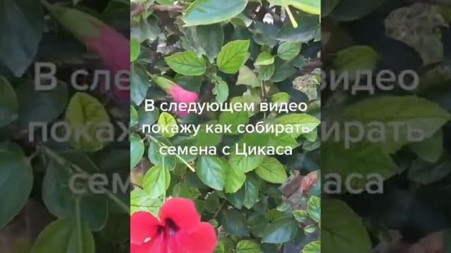 Собираю в Турции семена Цикас, покажу как сажать смотреть онлайн