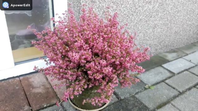 Koniec lata w Mini Ogrodzie Zakręconej смотреть онлайн