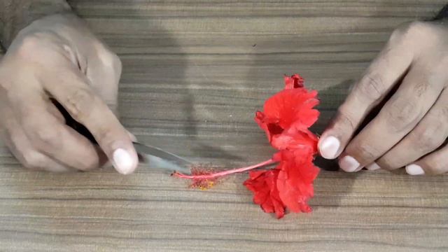 Flower Dissection