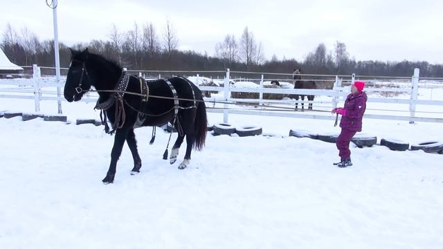 Важность послушания "в руках" перед заездкой. смотреть онлайн