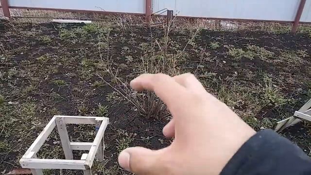 Вкусная СМОРОДИНА. Как правильно собирать смородину. Подставка. Тумба. Рациональное предложение. смотреть онлайн