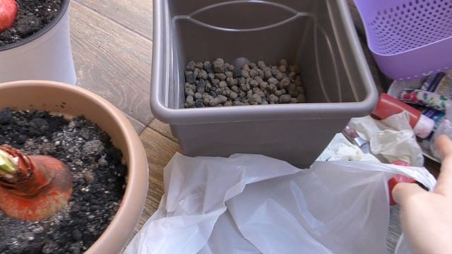 Перевалка гипеаструма - размер корневой системы смотреть онлайн