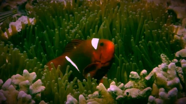 Finding Nemo: The Live Action Remake (Part 8) смотреть онлайн