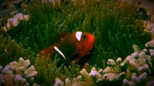 Finding Nemo: The Live Action Remake (Part 8)
