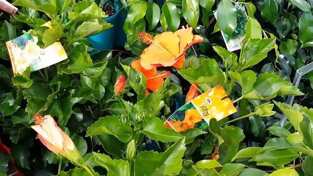 ЧУДО ЗАМОРСКОЕ или ВИДЕЛИ ЛИ ВЫ ЧТО ЛИБО ПОДОБНОЕ? смотреть онлайн