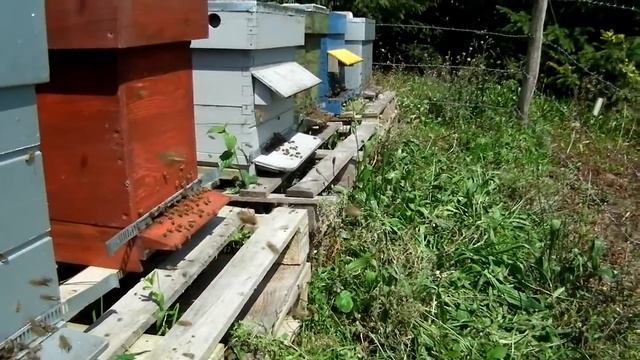 Apiculture: Ruche d'abeille Buckfast - Buckfast bee hive смотреть онлайн