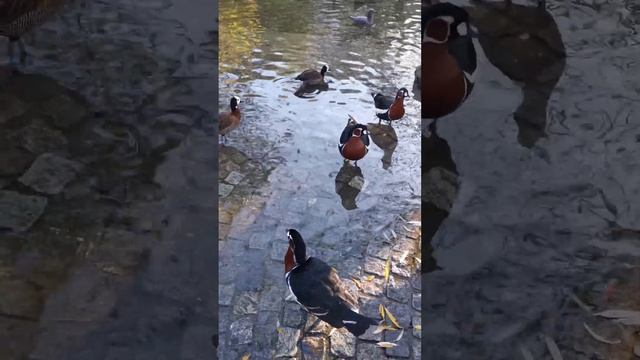 Rare Red-Breasted Goose that breeds in Arctic Siberia #shortsvideo #share #subscribe #birds смотреть онлайн