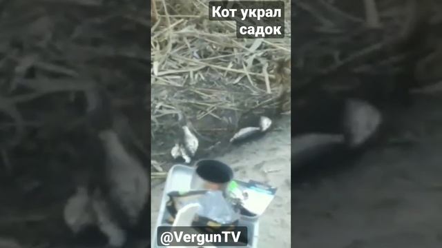 Кот украл садок! #рыбалка #рыбалка_в_каменском #verguntv #карась_на_фидер #весенний_клев смотреть онлайн