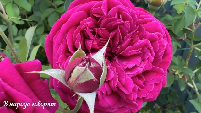 10 магических тайн, которые хранит ваша кошка. Народные приметы. смотреть онлайн