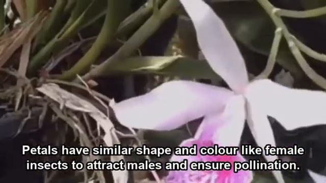 PLANT DEVELOPMENT смотреть онлайн