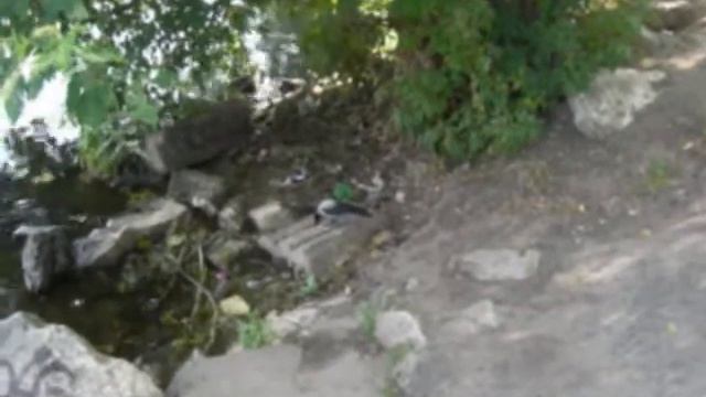 Ворона и Голубь, река Москва, 15 июля 2010, Коломенское смотреть онлайн