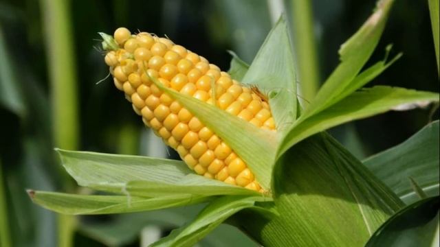 Как зимой хранить дома кукурузу в початках смотреть онлайн