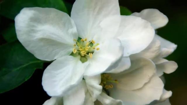 How to Plant Gardenia Flower For Ornamental Plants At Home смотреть онлайн