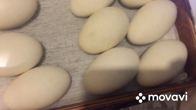 Наступил 27 День Инкубации Гусиного Яйца, что и как я делаю перед наклевом гусят смотреть онлайн