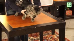 Американская короткошерстная кошка