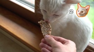 Симбочка пробует человеческую еду!