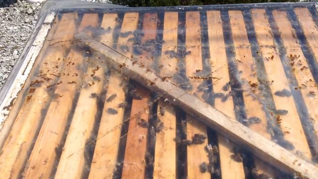 #Весеннее развитие пчелосемей-30.03.2019г смотреть онлайн