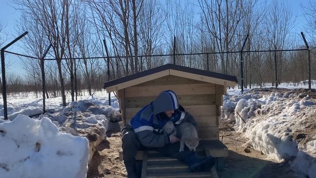 Два Волчонка завыли вместе с Человеком. Парк Волков подключился к совместному Вою. смотреть онлайн