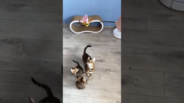 Бенгальские котята Питомник BAMBOO CLUB. #bengalkitten#bengal#бенгальскаякошка#кот#бенгальскийкот# смотреть онлайн