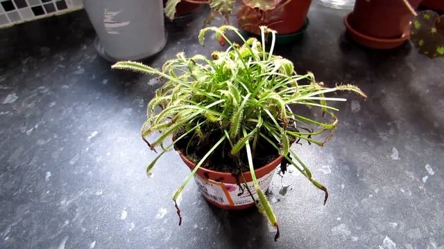 My NEW Carnivorous Plant - Drosera capensis ( Cape sundew ) смотреть онлайн