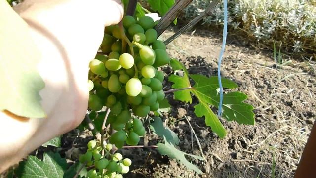 Виноград на даче Опрыскивание и уход смотреть онлайн