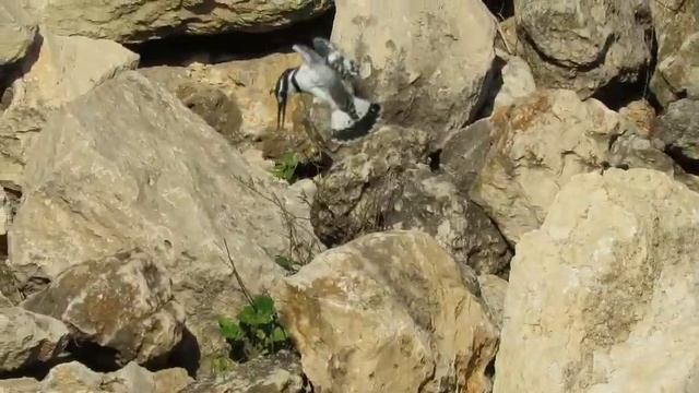 Малый пегий зимородок (Ceryele rudis, פרפור עקוד) охотится в Парке устья Нахаль Сорек смотреть онлайн