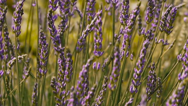 Lavender Farm Tour & Wedding Venue in Texas (2020) смотреть онлайн