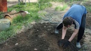 Картофель под соломой или сеном. Выращивание картофеля. Часть 1.