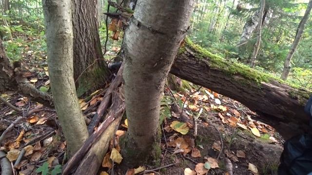 По грибы в Пермские леса. Очень длинный ролик. 5 сент 2020 смотреть онлайн