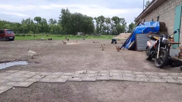 ДУХОВ ДЕНЬ В ДЕРЕВНЕ. смотреть онлайн