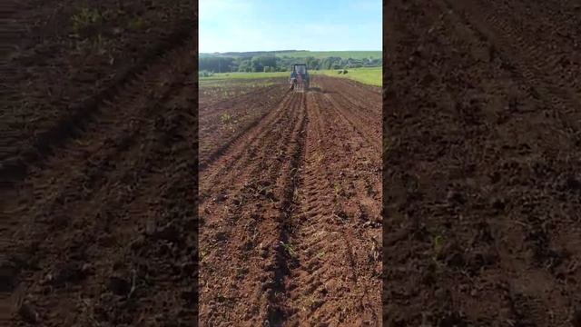 посадка моркови шантане смотреть онлайн