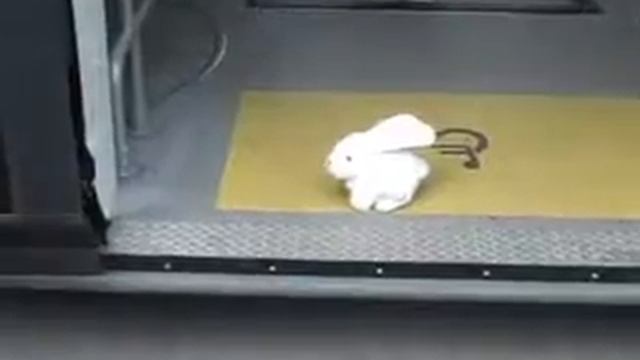 Licence to kill the killer-rabbit (trailer) смотреть онлайн