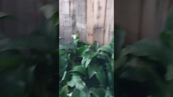 Plant shopping at Kroger, Home Depot, and Publix on a day out with my son.