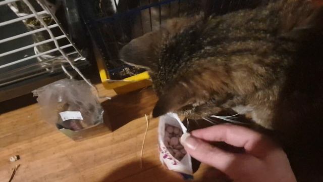 Мой удивительный мир. Бася, порода вислоухий баран.. и да, она тот еще упрямый барашка смотреть онлайн