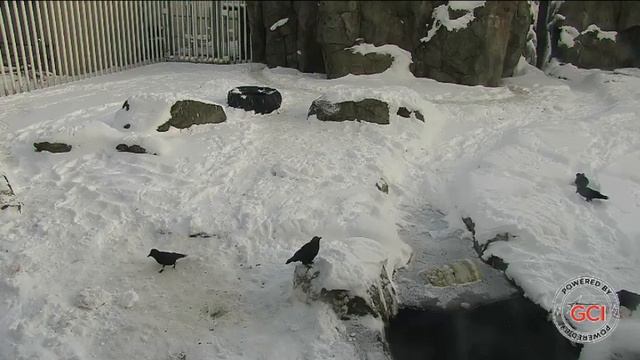 Завтрак мишки как всегда в компании ворон #Аляска смотреть онлайн