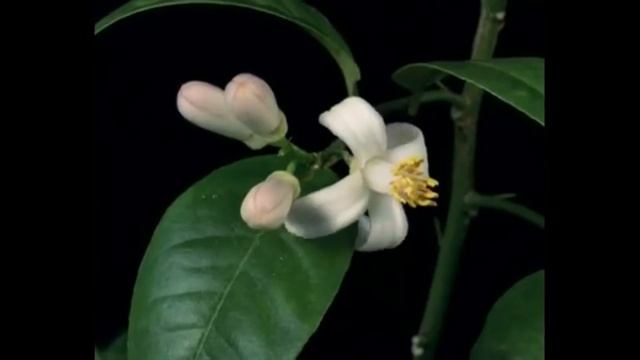 Музыка для медитации/релаксации - Весенняя ночь. Meditation / Relaxation Music - Spring Night смотреть онлайн