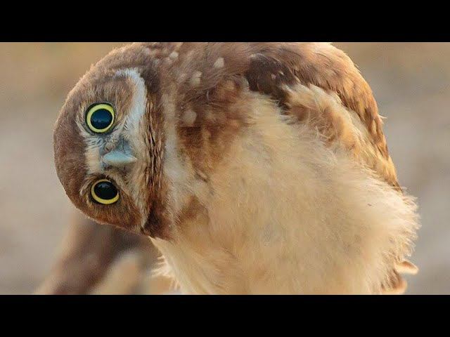 Птицы не дают спать! смотреть онлайн