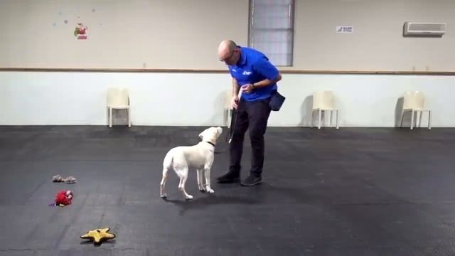 Teaching A Labrador Retriever To Listen Using "Leash Respect" смотреть онлайн
