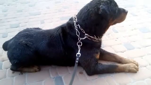 Рокки и кот Они таки встретились смотреть онлайн